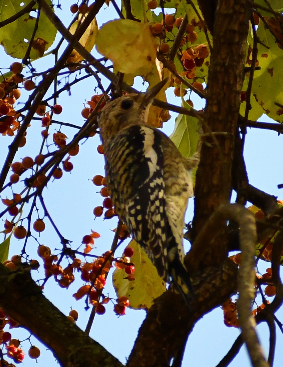 Yellow-bellied Sapsucker - ML646708226