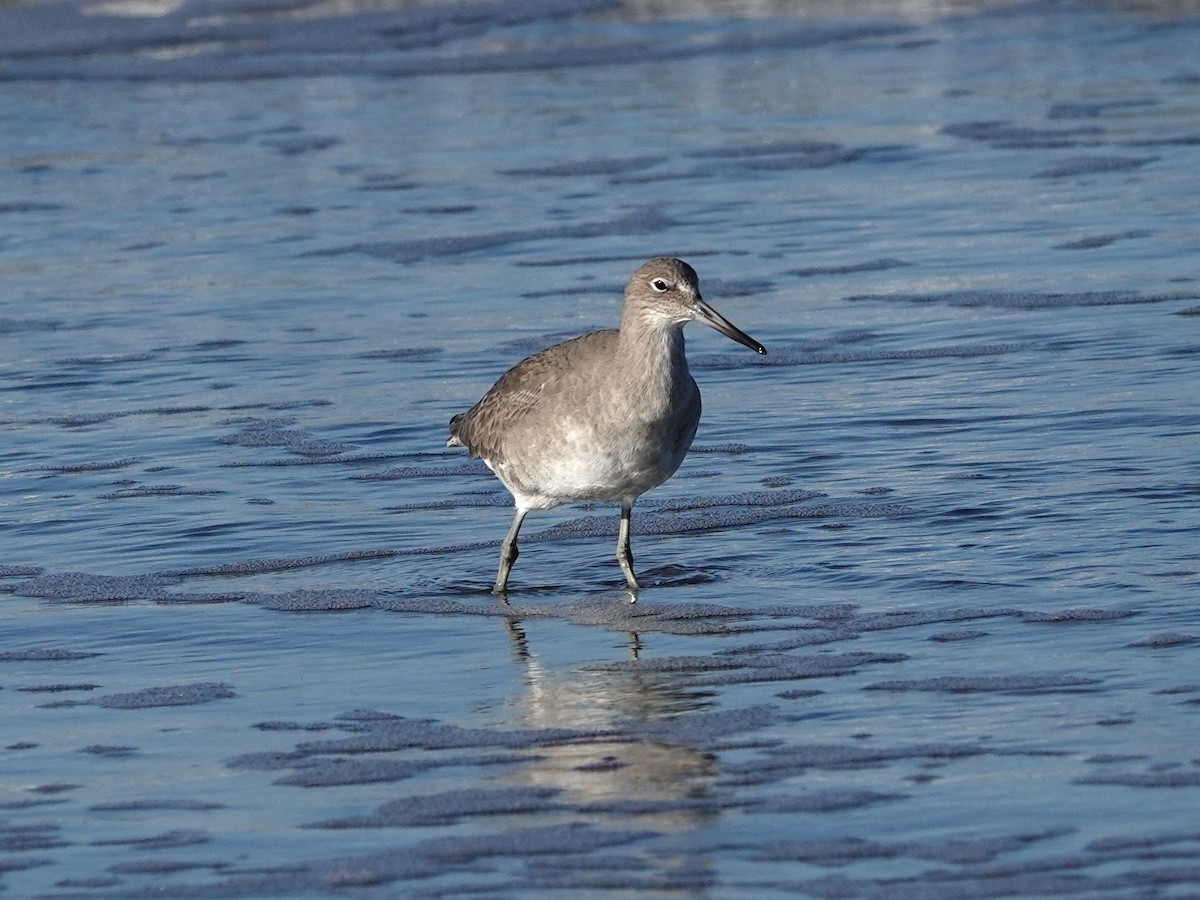 Schlammtreter - ML646708227