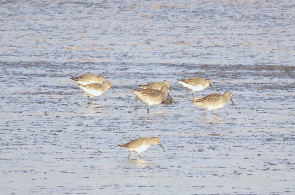 ハマシギ - ML646708231