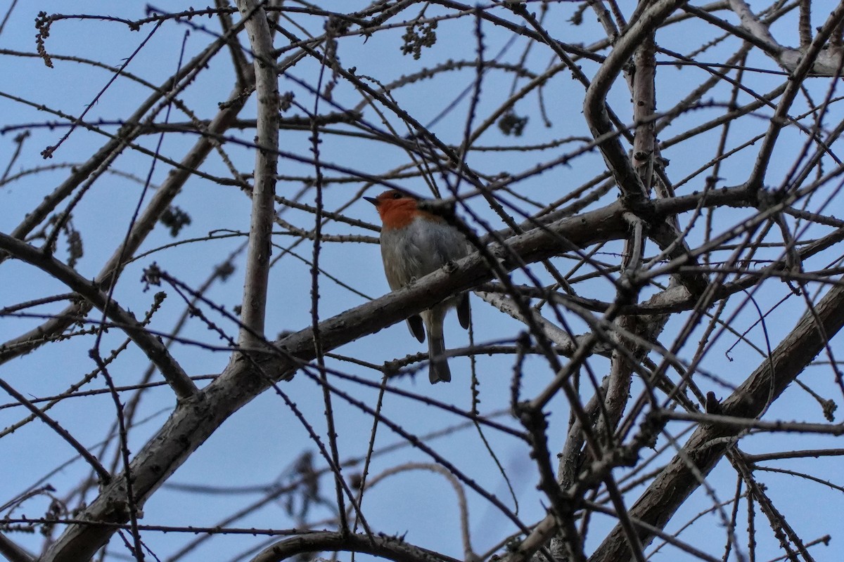 Rotkehlchen - ML646708235