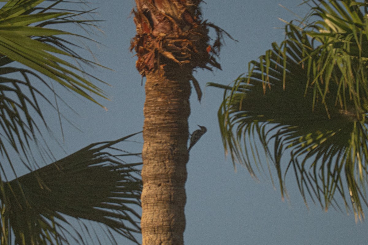 Golden-fronted Woodpecker - ML646708238