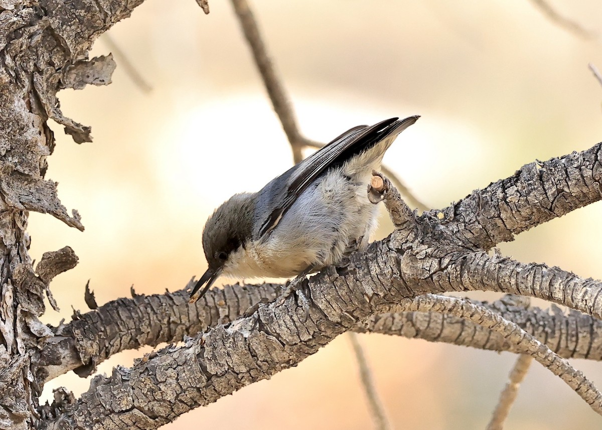 Pygmy Nuthatch - ML646708239