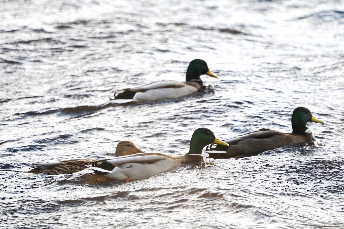 Stockente - ML646708242