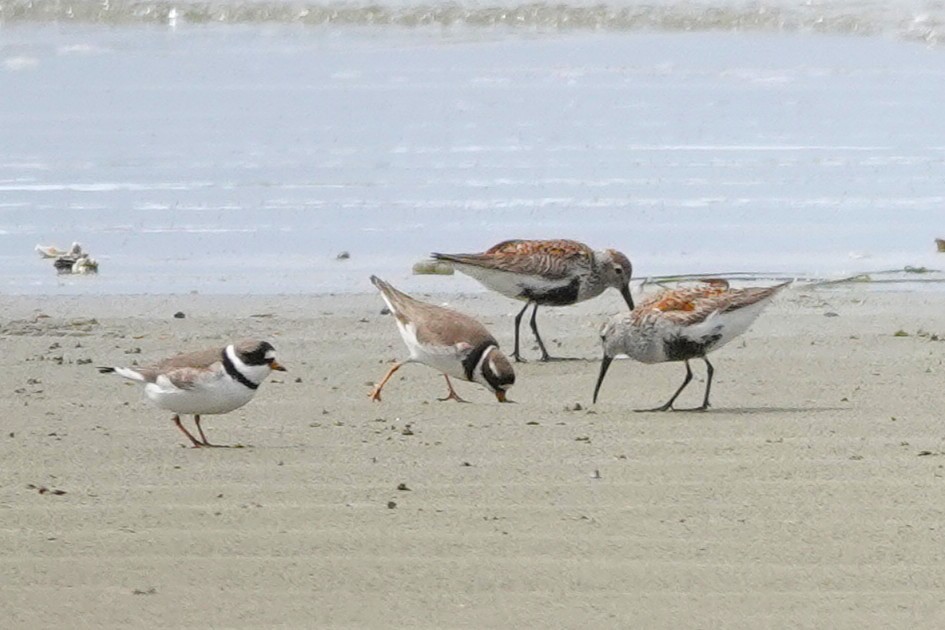 Dunlin - ML646708243