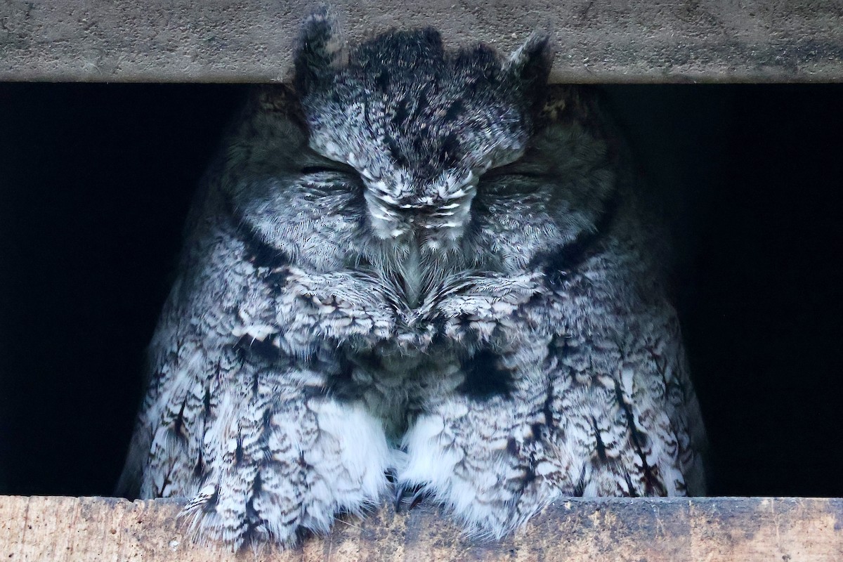 výreček americký [skupina asio] - ML646708246