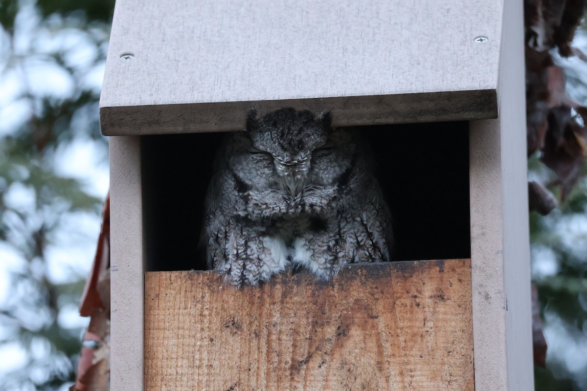 výreček americký [skupina asio] - ML646708247