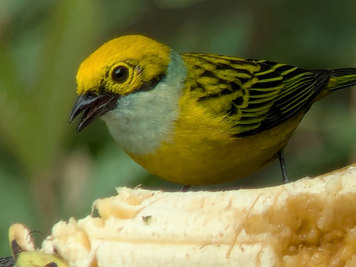 Gümüş Boyunlu Tangara - ML646708251