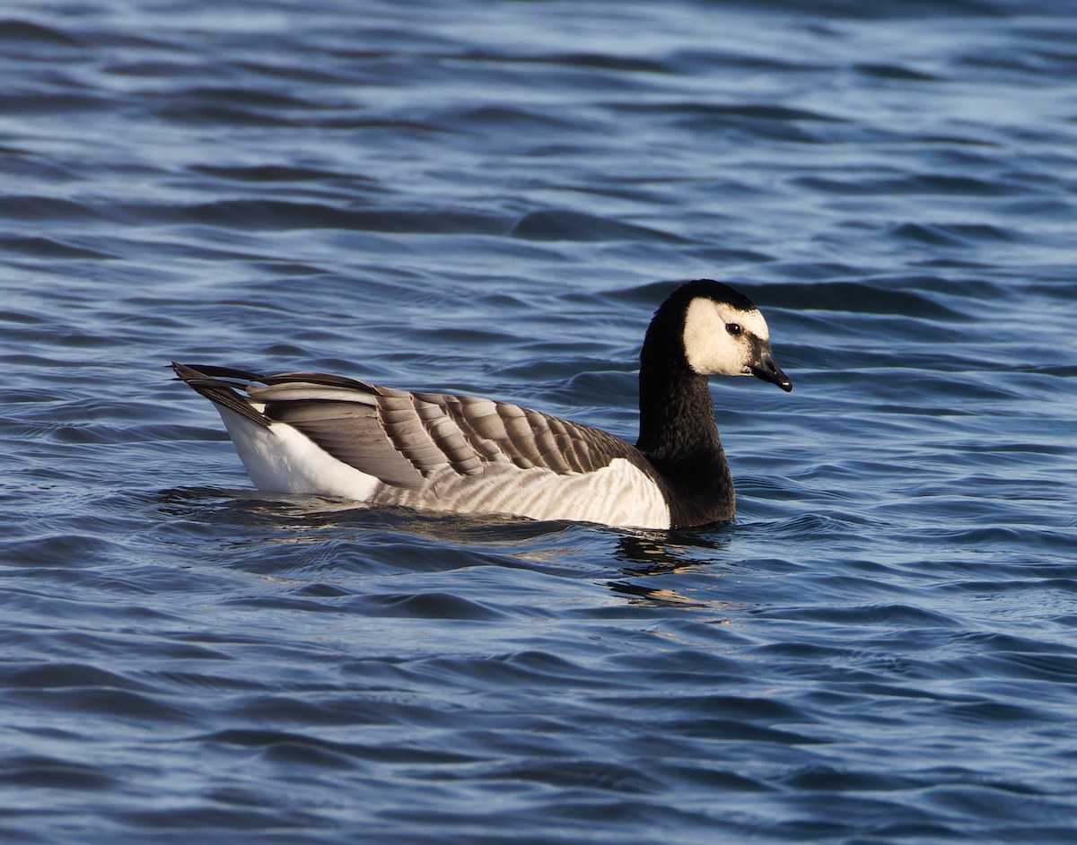 Barnacle Goose - ML646708253