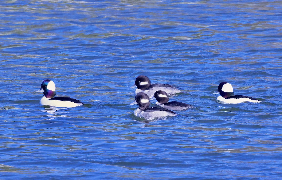 Bufflehead - ML646708258