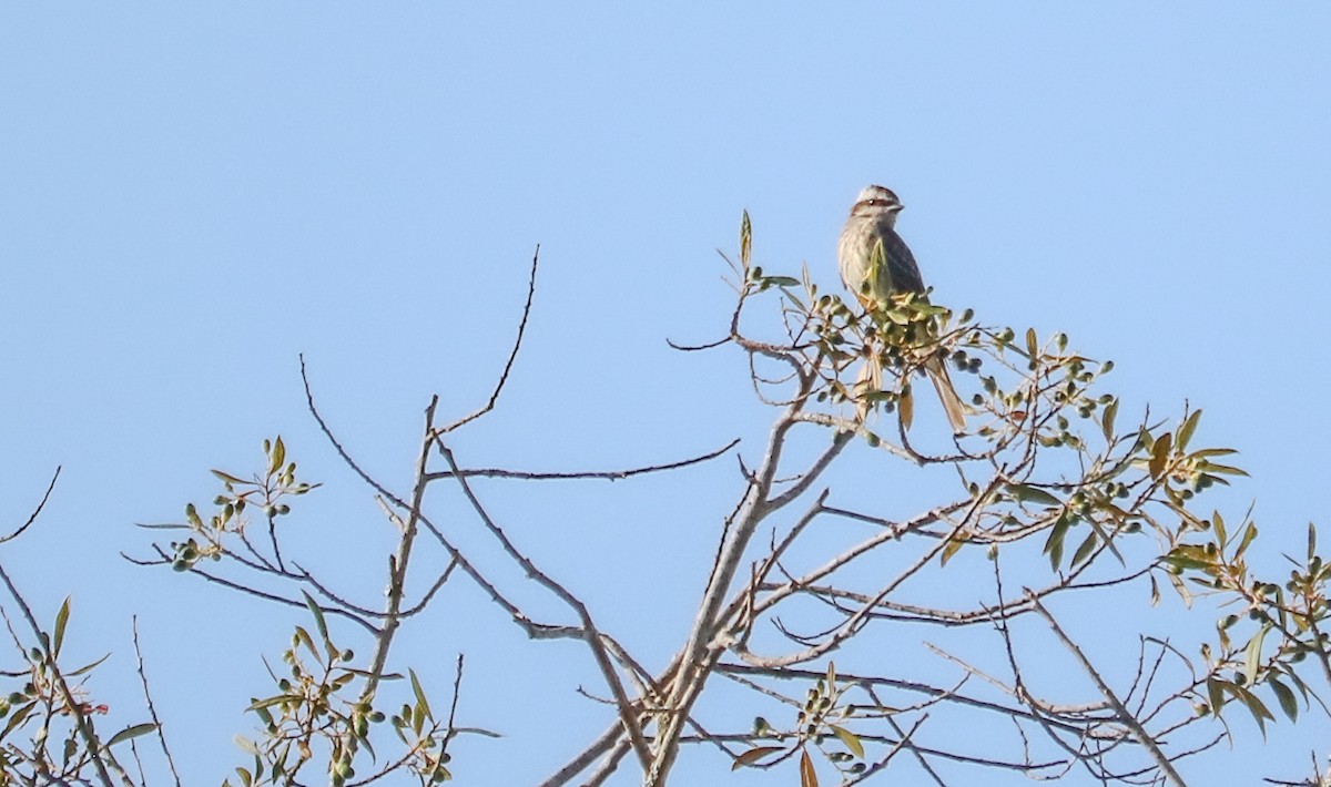 Variegated Flycatcher - ML646708259