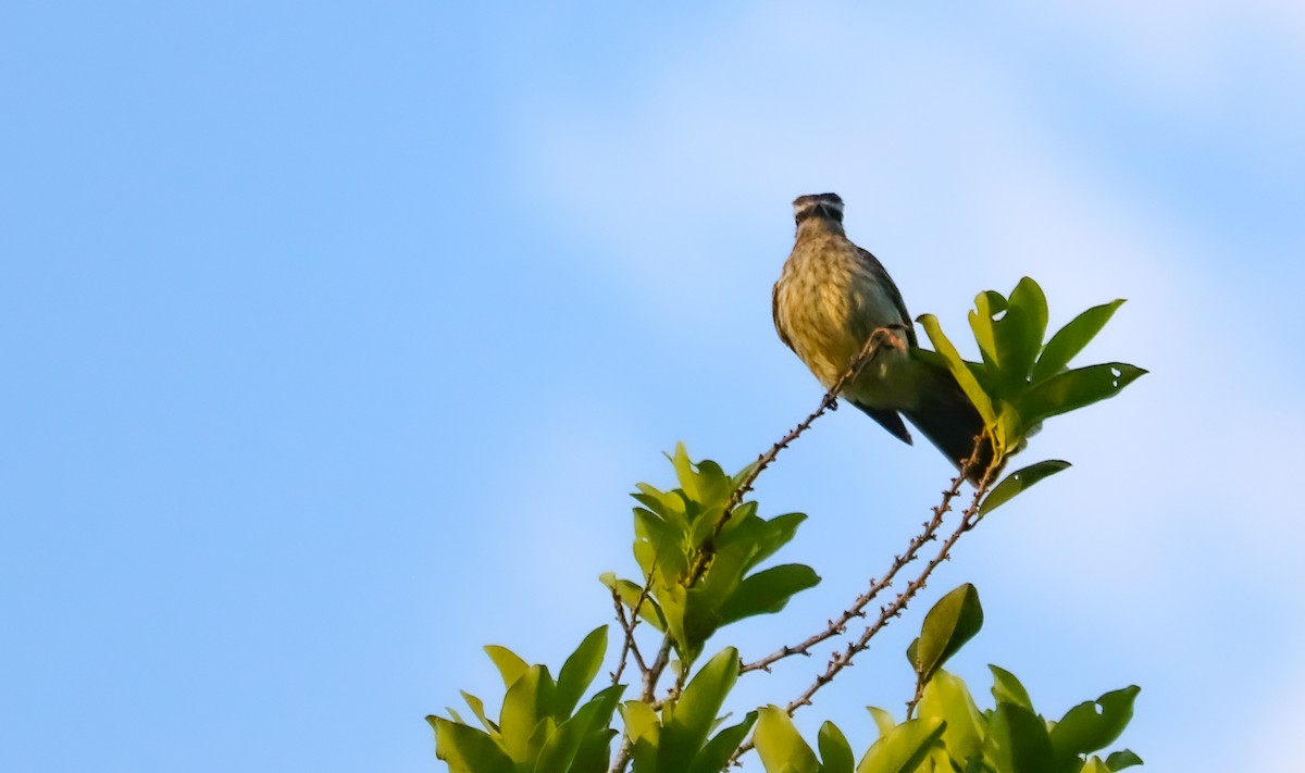 Variegated Flycatcher - ML646708261