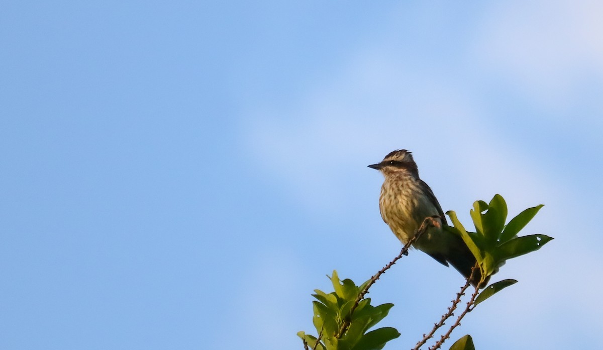 Variegated Flycatcher - ML646708262