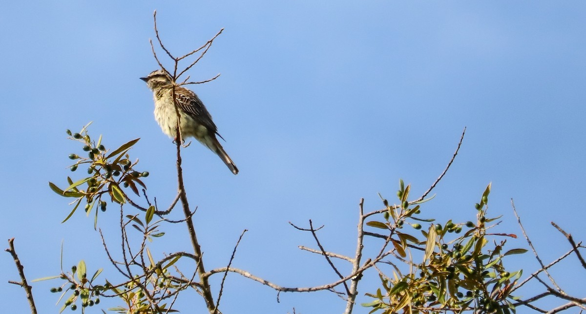 Variegated Flycatcher - ML646708263