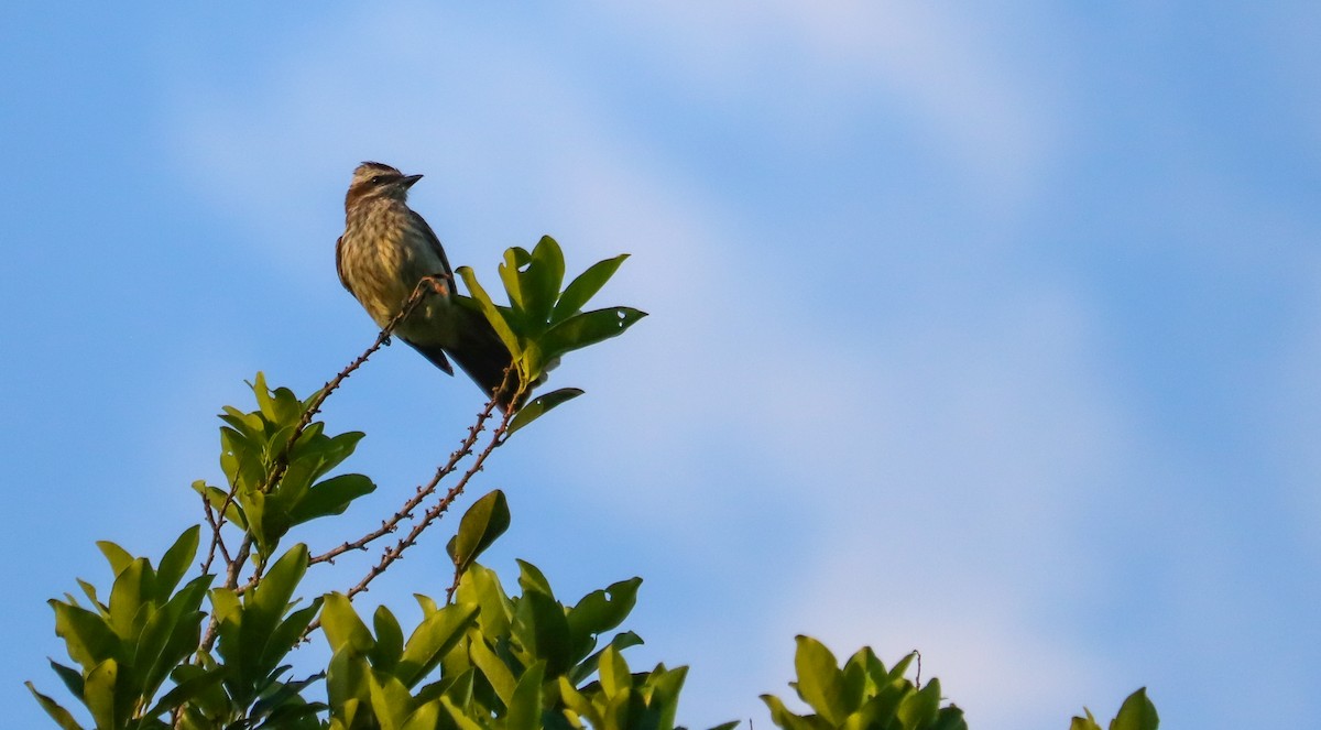 Variegated Flycatcher - ML646708264