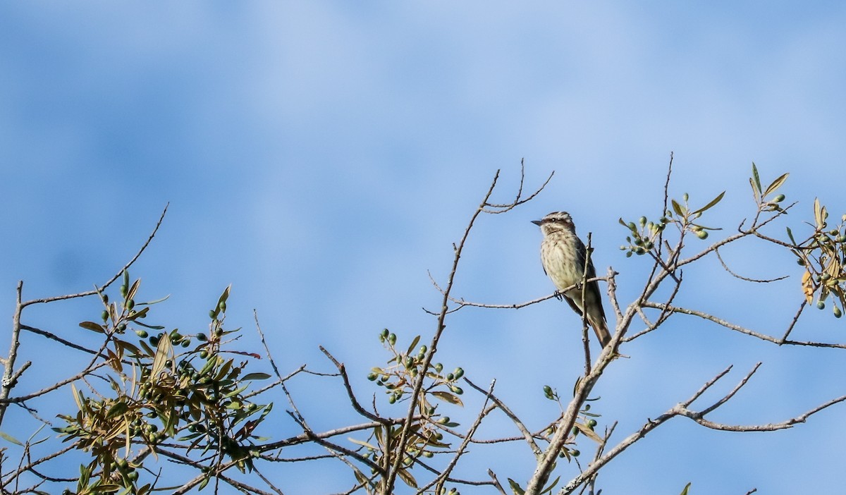 Variegated Flycatcher - ML646708265