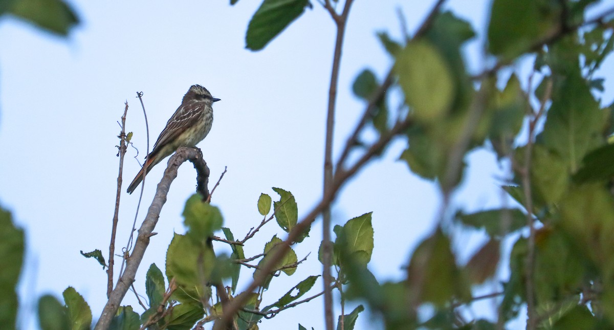 Variegated Flycatcher - ML646708266