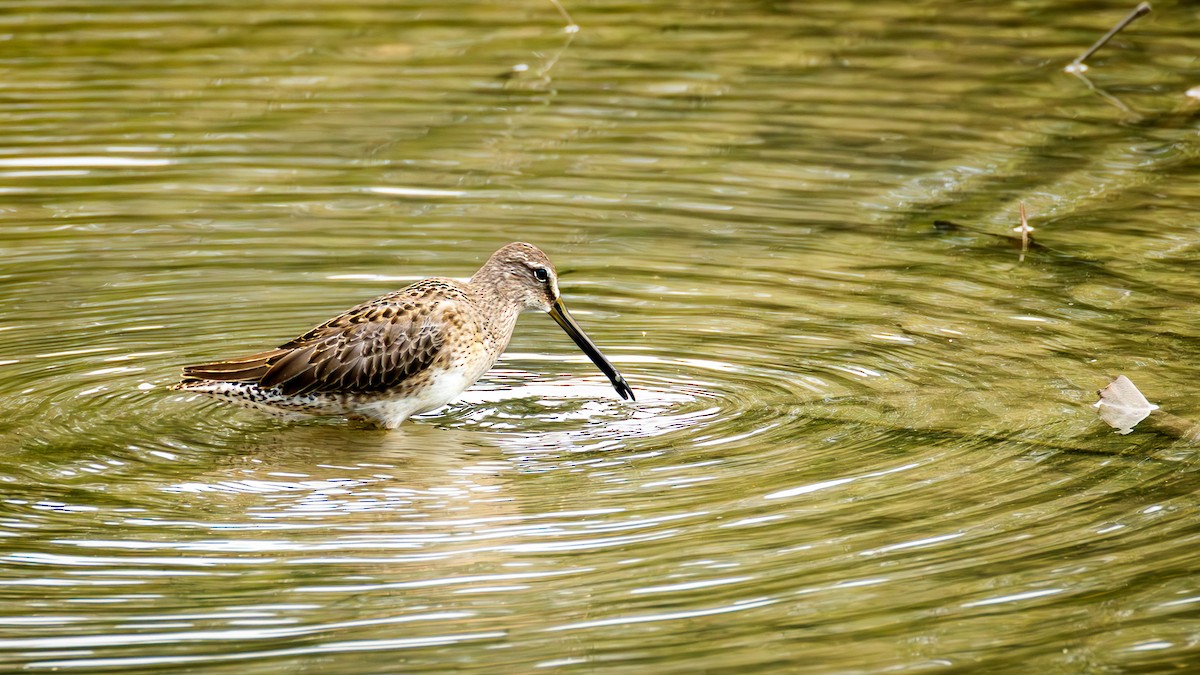 Long-billed Dowitcher - ML646708269