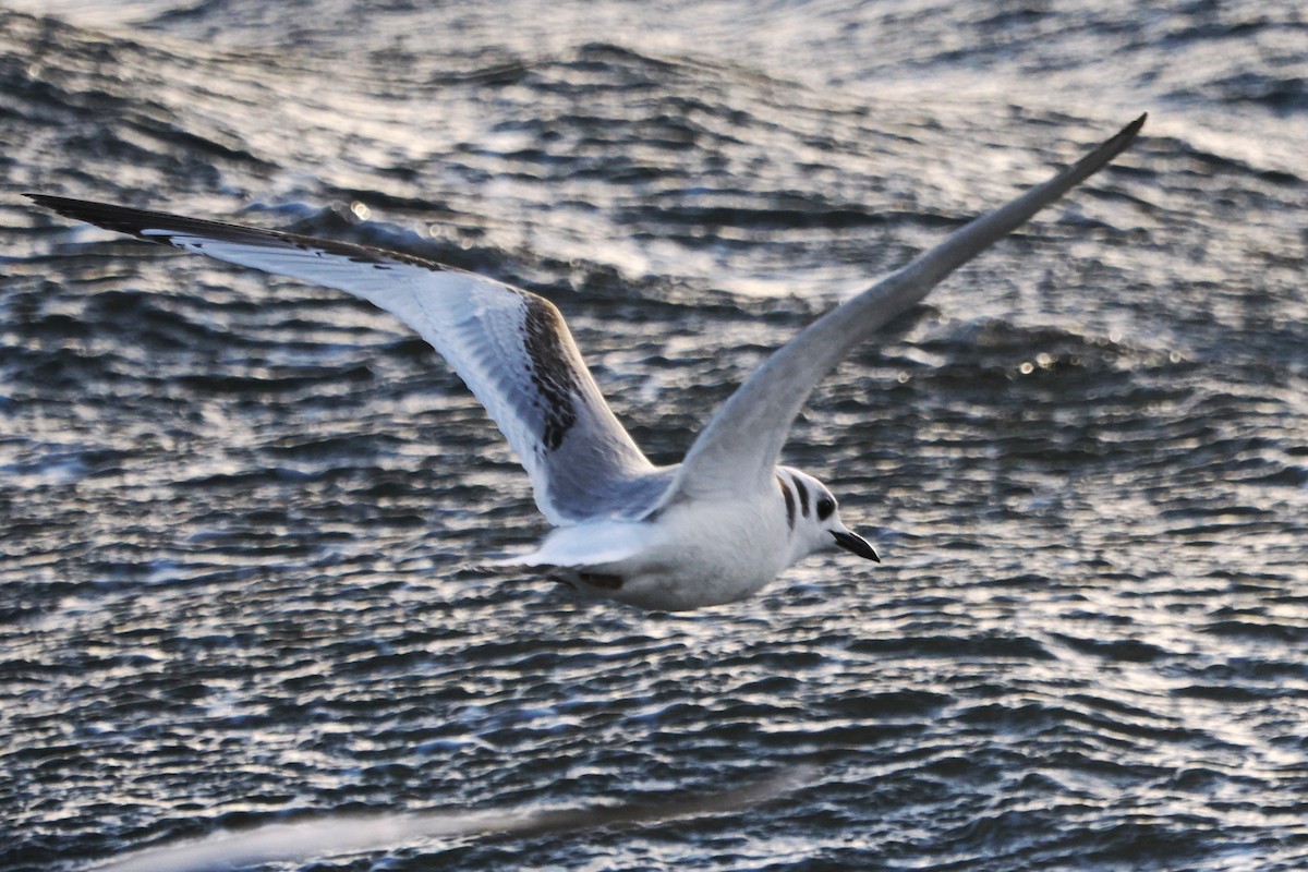 Black-legged Kittiwake - ML646708272