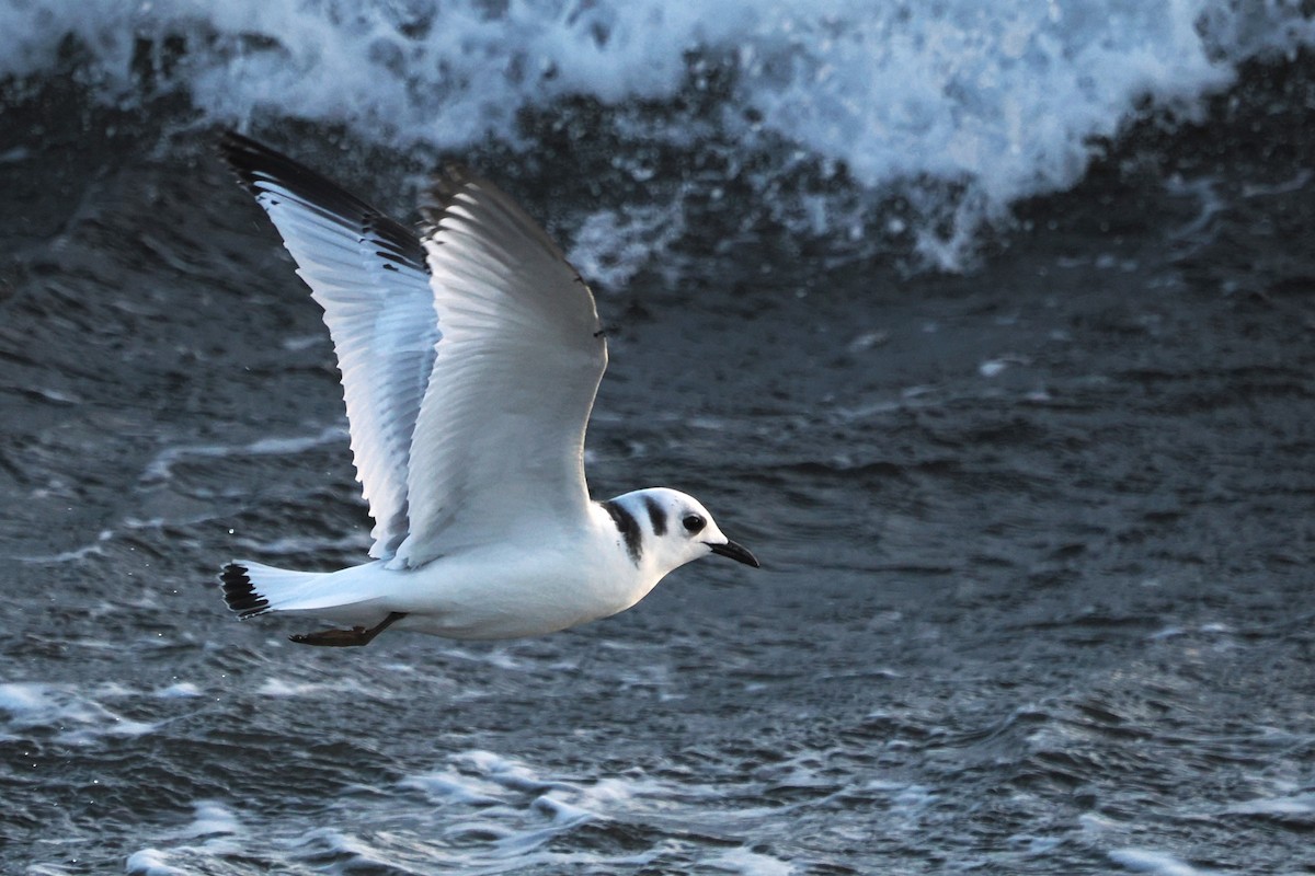 Black-legged Kittiwake - ML646708273