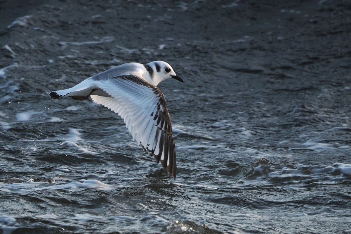 Black-legged Kittiwake - ML646708274