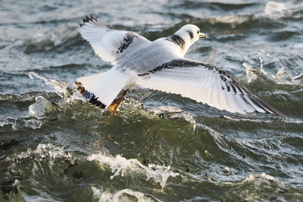 Black-legged Kittiwake - ML646708275