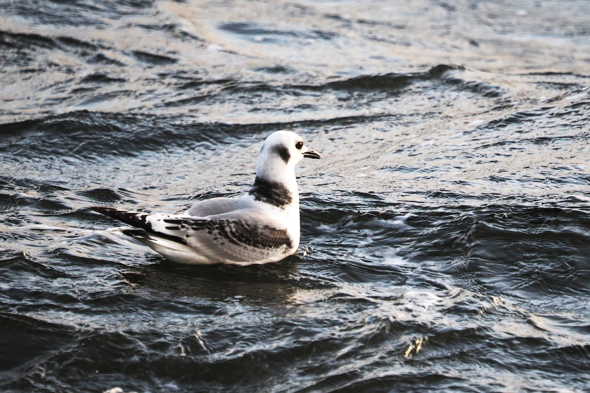 Black-legged Kittiwake - ML646708276