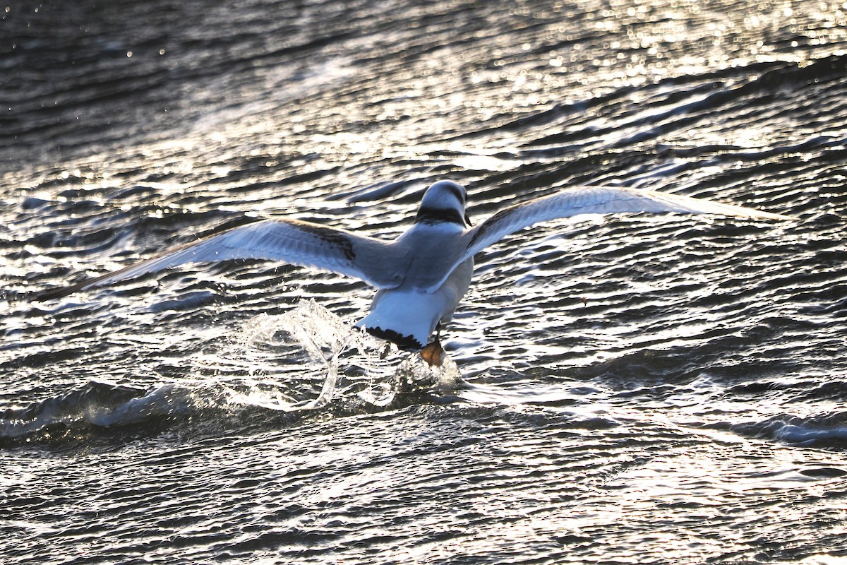 Black-legged Kittiwake - ML646708277