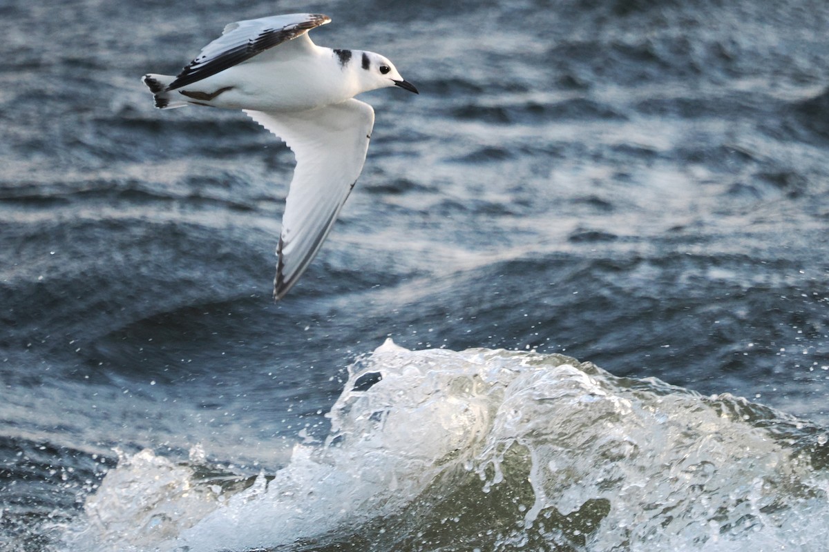 Black-legged Kittiwake - ML646708278