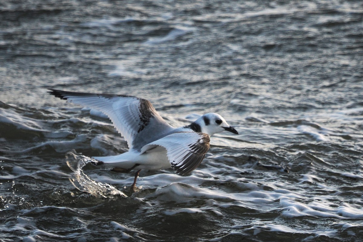 Black-legged Kittiwake - ML646708279