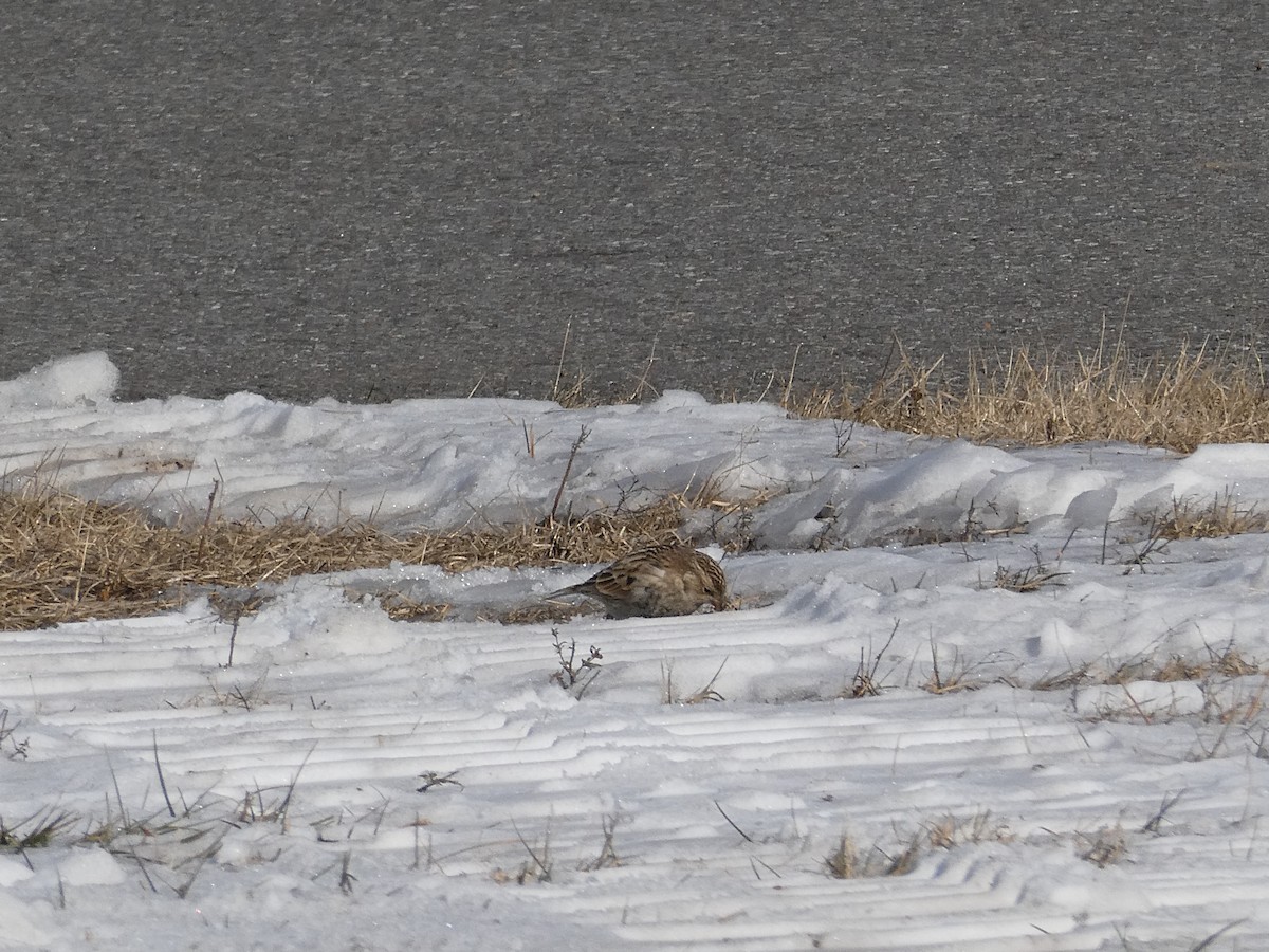 Plectrophane à ventre noir - ML646708281