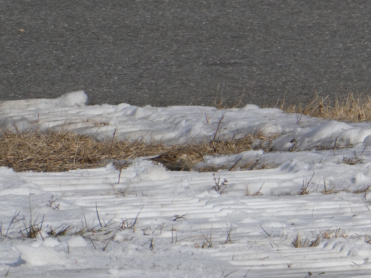 Plectrophane à ventre noir - ML646708282