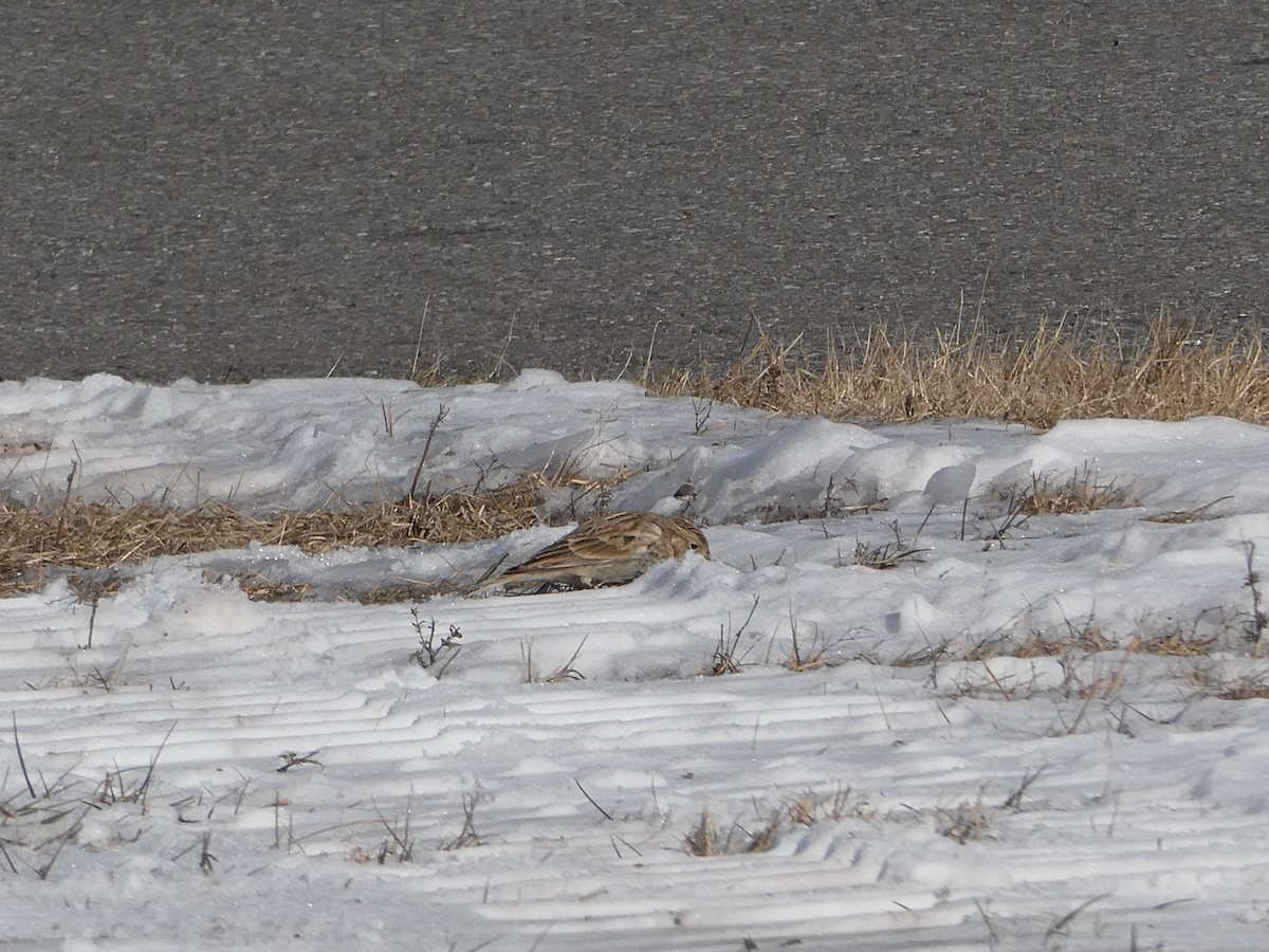 Plectrophane à ventre noir - ML646708283