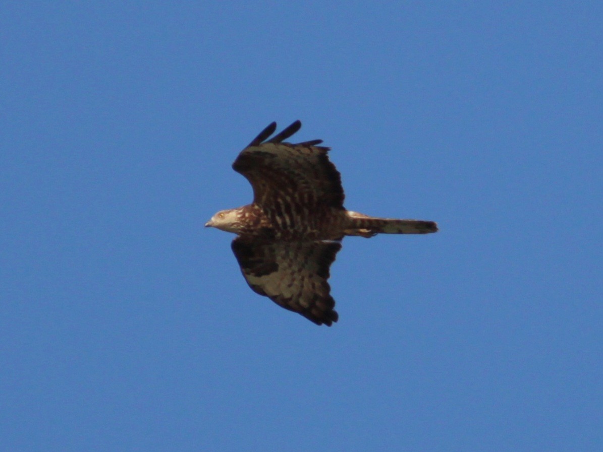 Arı Şahini - ML646708284