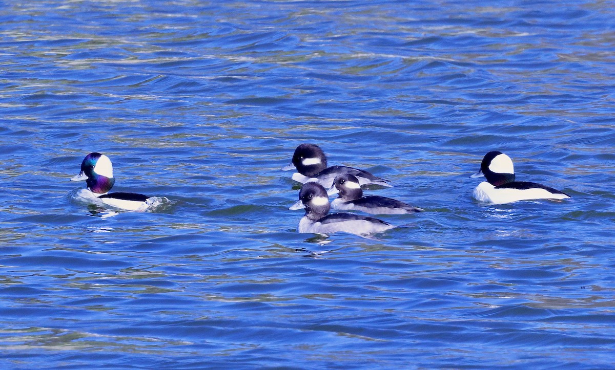 Bufflehead - ML646708287