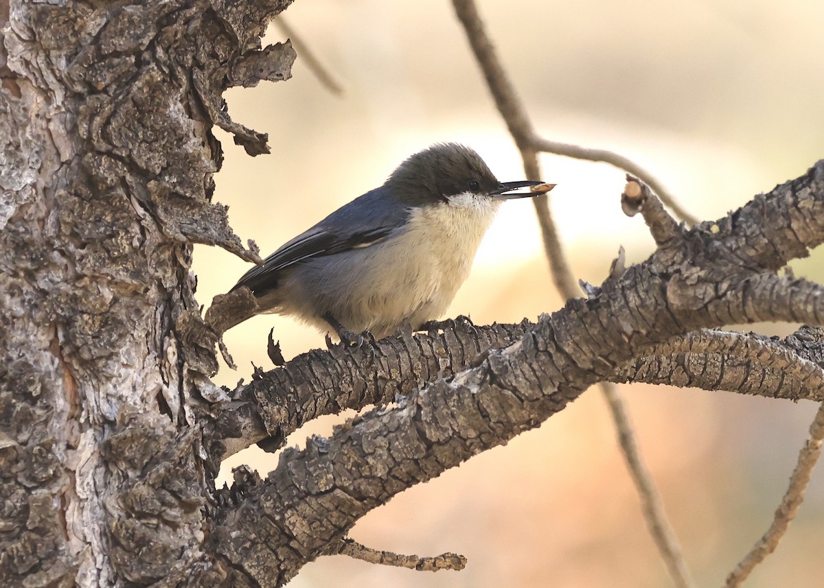 Pygmy Nuthatch - ML646708288