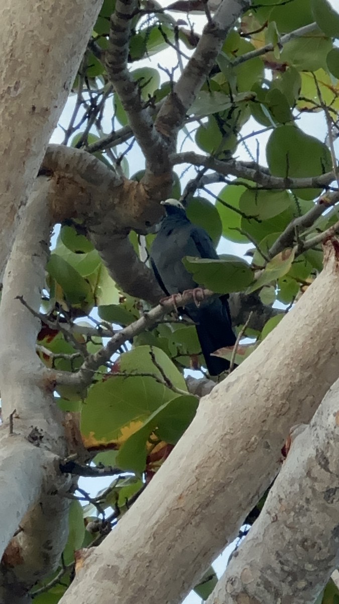 White-crowned Pigeon - ML646708290