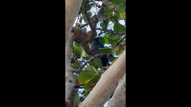 Paloma Coronita - ML646708291