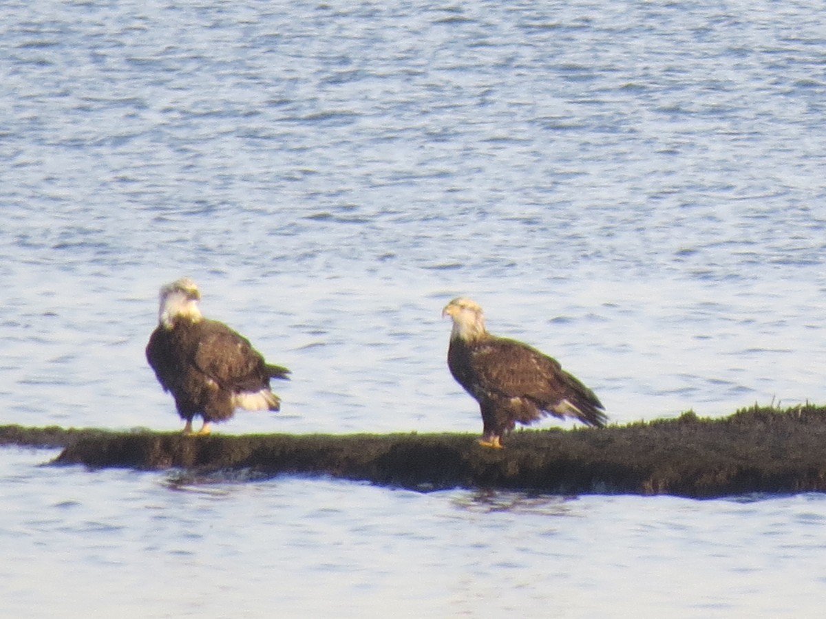 ハクトウワシ - ML646708292