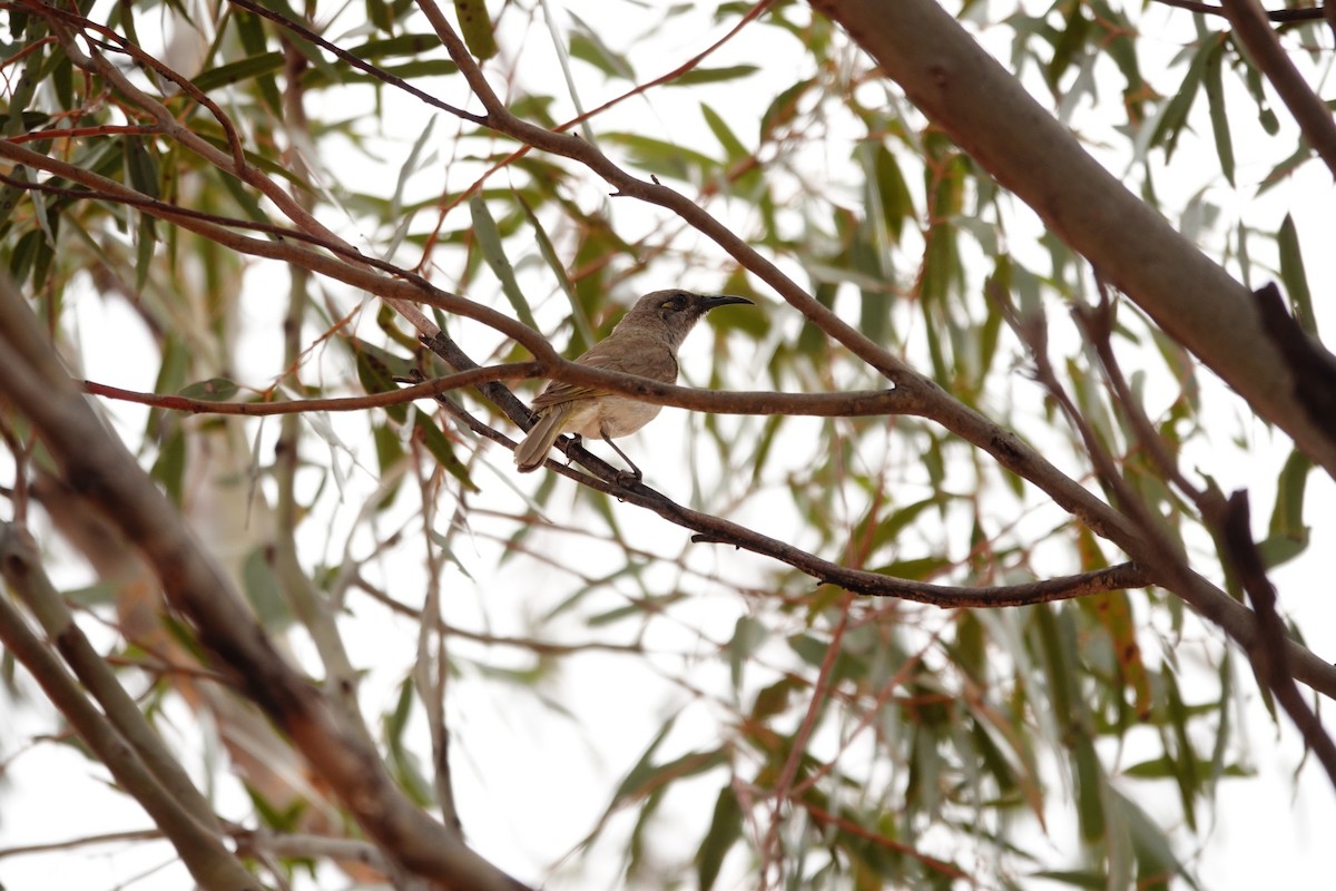 Mielero Pardo - ML646708294