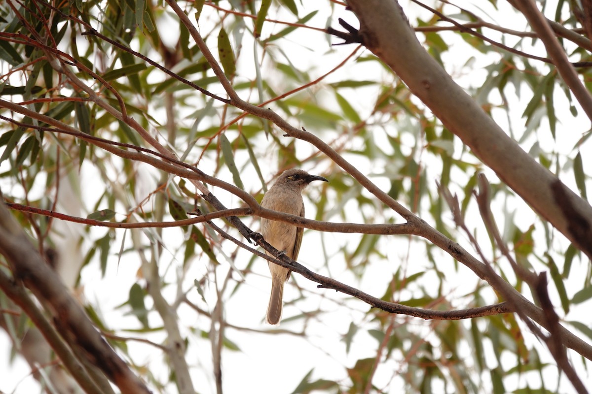 Mielero Pardo - ML646708296