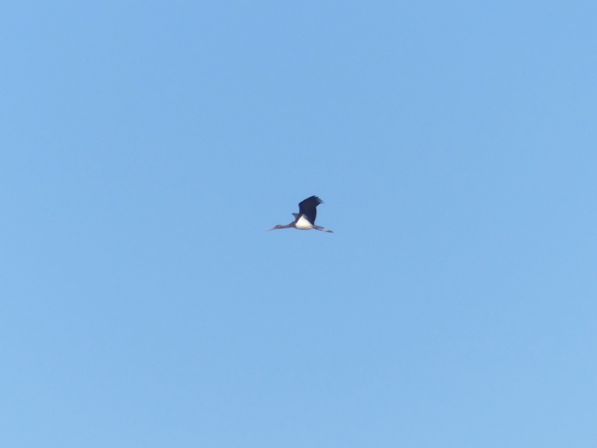 Black Stork - ML646708297