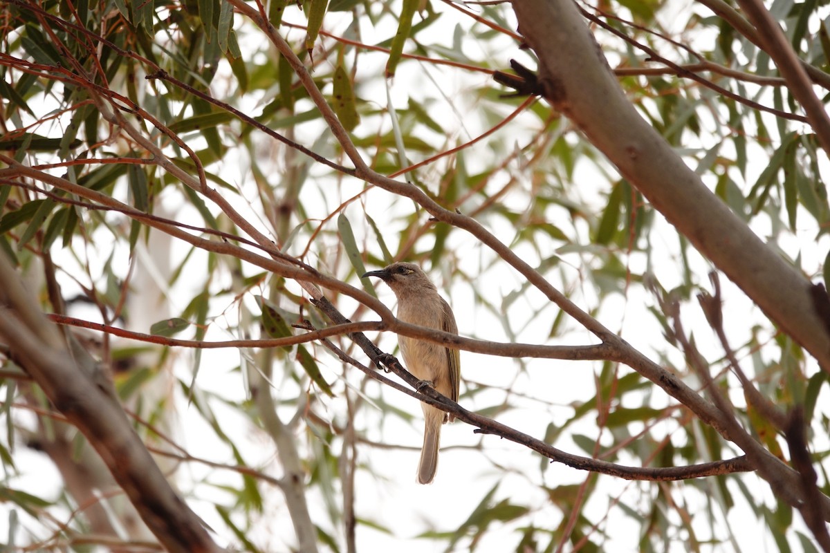 Mielero Pardo - ML646708298