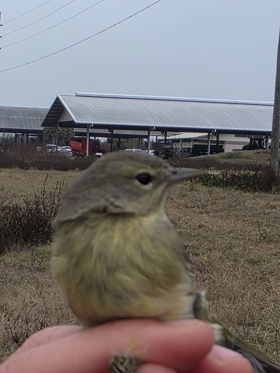 Orange-crowned Warbler - ML646708299
