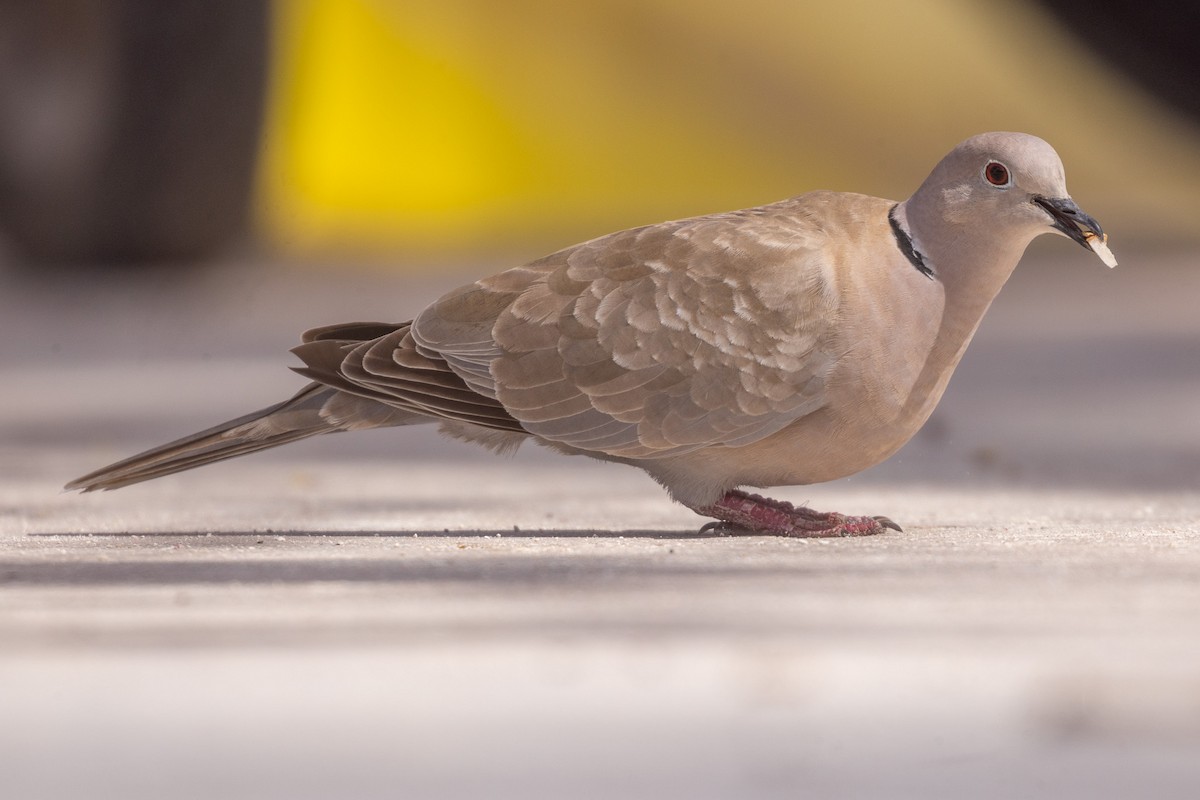 Tórtola Turca - ML646708300