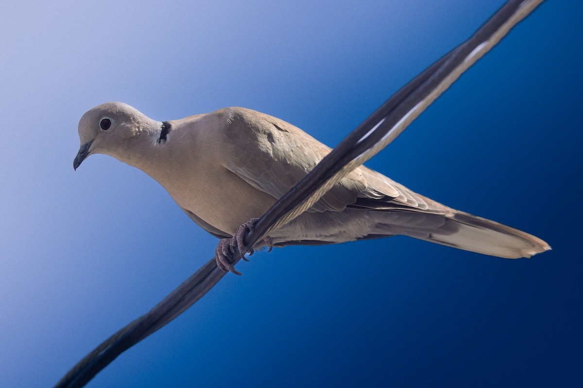 Tórtola Turca - ML646708301