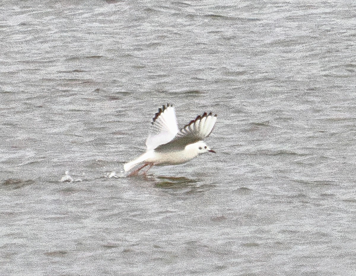 Gaviota de Bonaparte - ML646708302