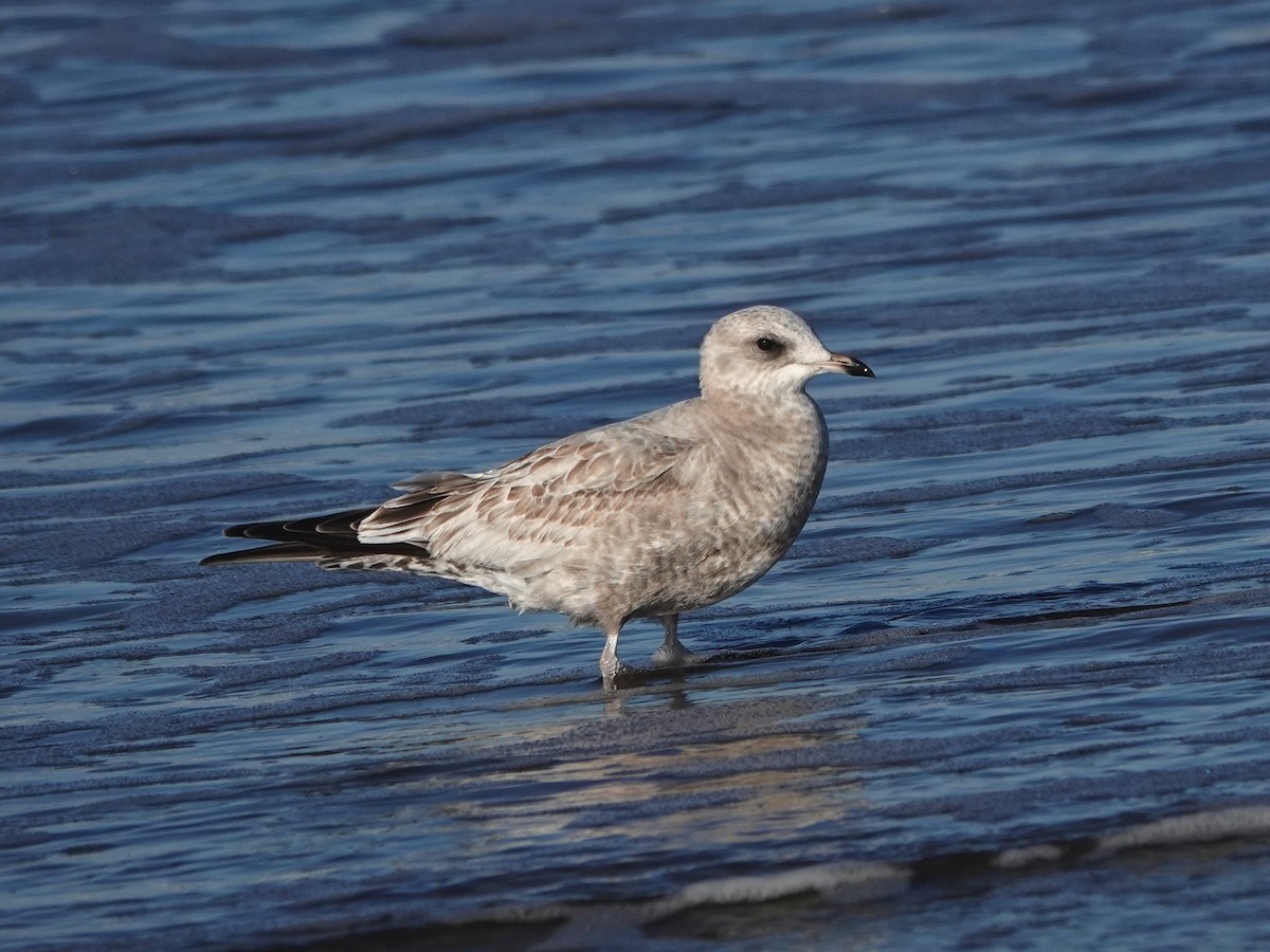 Gaviota de Alaska - ML646708303