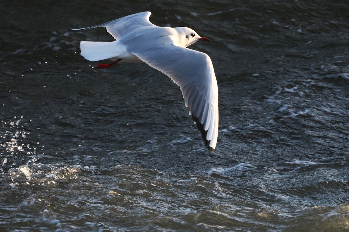 Gaviota Reidora - ML646708304