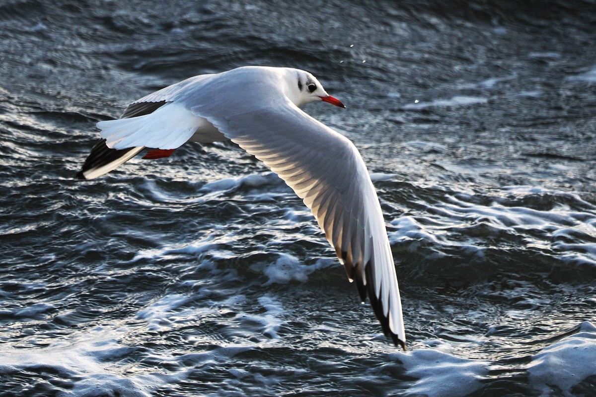 Gaviota Reidora - ML646708305