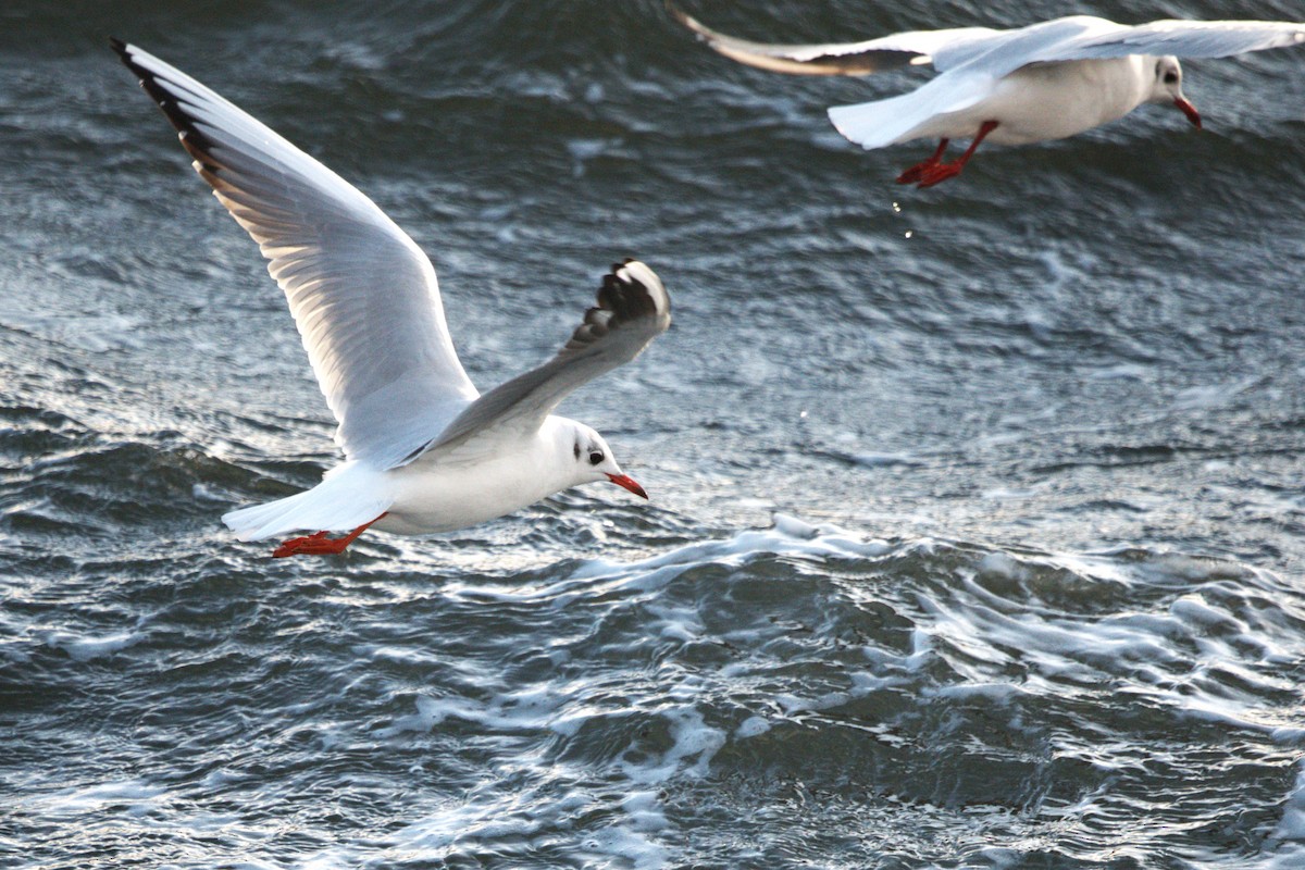 Gaviota Reidora - ML646708306